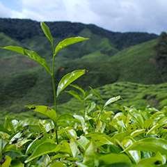 官方網站全新改版上線